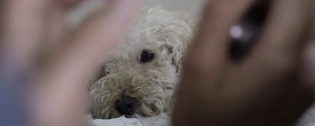 Crítica de 'Especies de compañía', cortometraje de Juan Renau