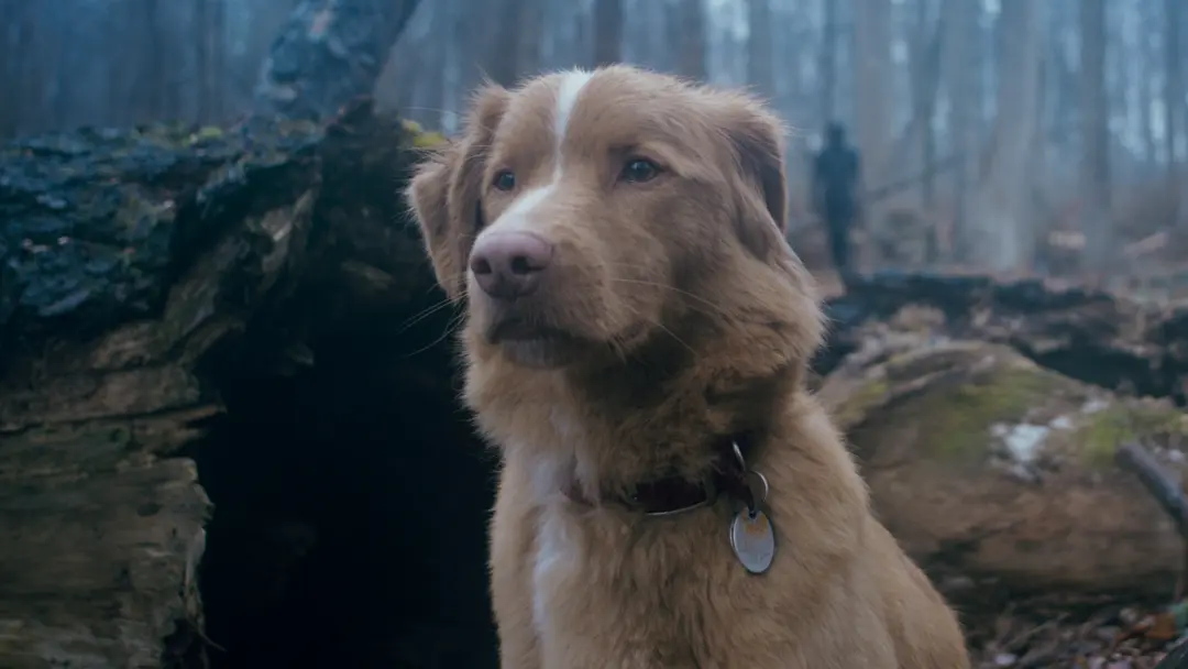 'Good Boy', la película de terror protagonizada por un perro