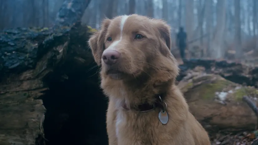 ‘Good Boy’, la película de terror protagonizada por un perro