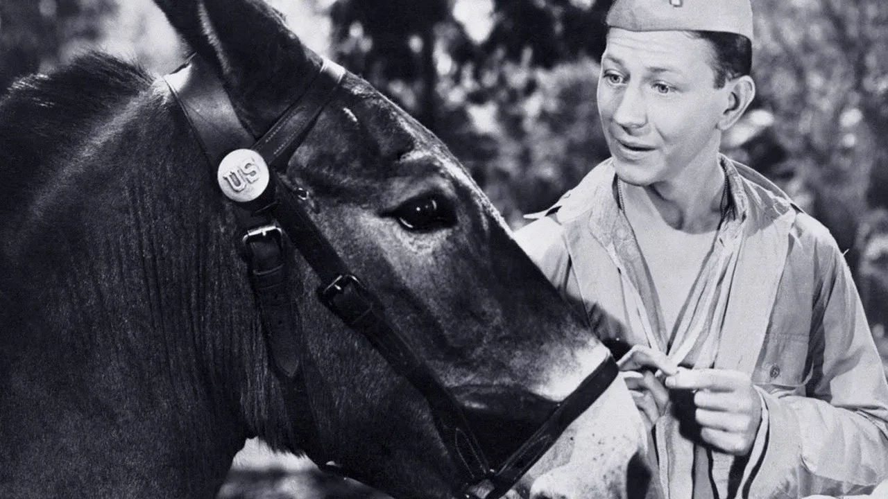 Francis the Talking Mule