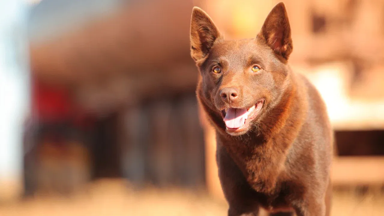 Red Dog