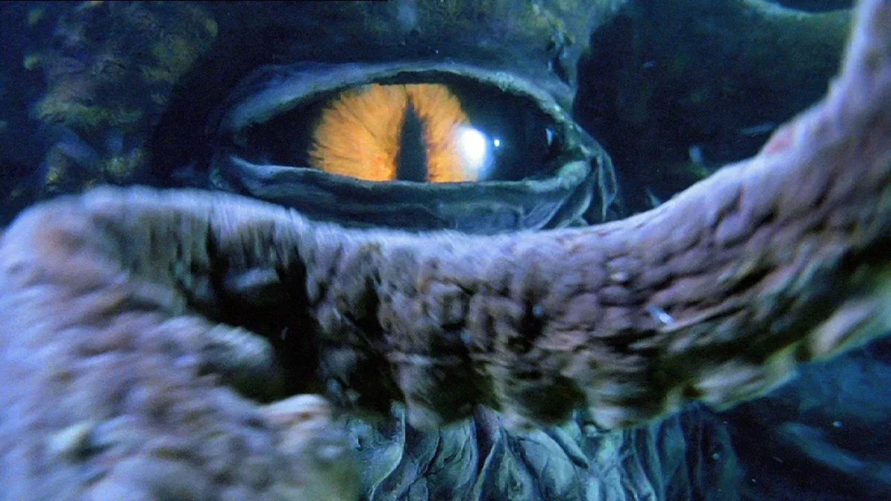 Octopus