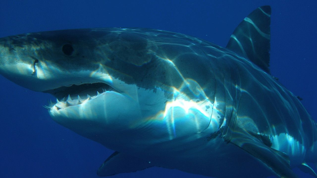 Shark-Attack