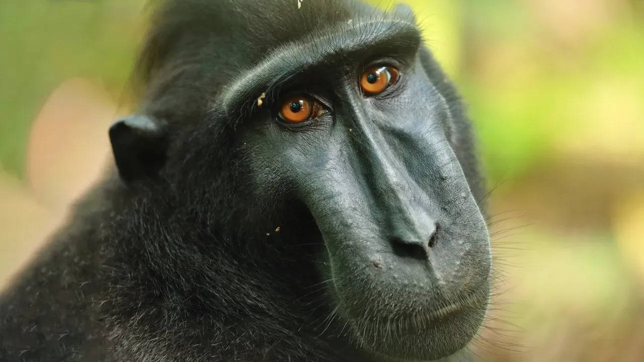 Islands in Time: A Wildlife Odyssey fondo