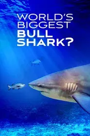 El tiburón toro mas grande del mundo