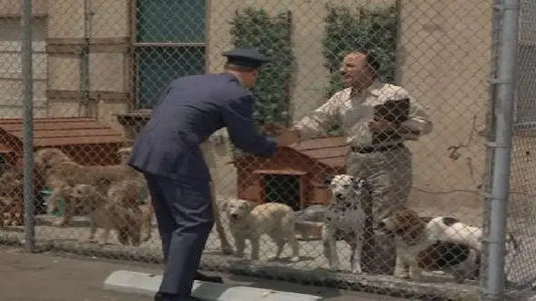 Que hay de nuevo perro Poodle