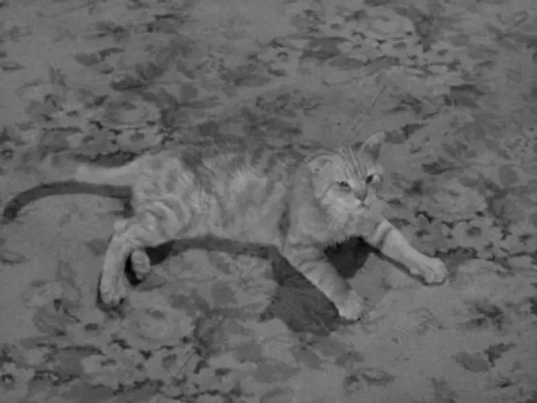 El gato de la señorita Paisley