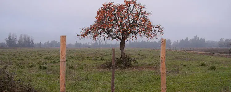 Crítica de 'El Veterano', de Jerónimo Rodriguez (37MardelPlataFF)